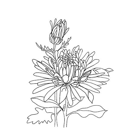 simsearch:400-04160980,k - Flower hand drawn chrysanthemum isolated on white. Vector. Hand drawn artwork. Love concept for wedding invitations, cards, tickets, congratulations, branding, boutique logo, label Stock Photo - Budget Royalty-Free & Subscription, Code: 400-08572510