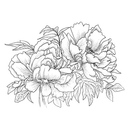 simsearch:400-08572511,k - Beautiful hand drawn illustration of peony isolated on white background. Vector. Hand drawn artwork. Love concept for wedding invitations, cards, tickets, congratulations, branding, boutique logo, label Photographie de stock - Aubaine LD & Abonnement, Code: 400-08572512