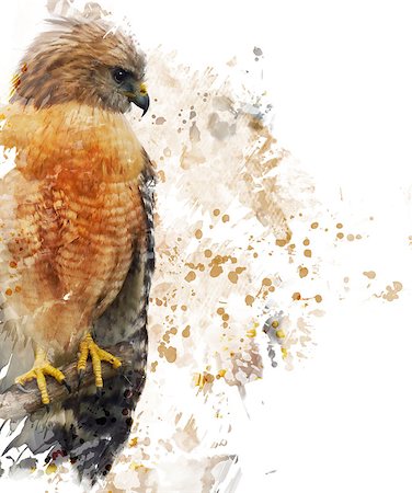 Digital Painting Of Red Shouldered Hawk Stock Photo - Budget Royalty-Free & Subscription, Code: 400-08572884