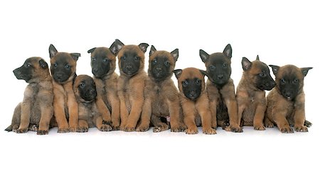 simsearch:400-08013862,k - puppies belgian shepherd malinois in front of white background Foto de stock - Super Valor sin royalties y Suscripción, Código: 400-08572896