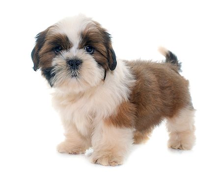 shiatsu - puppy shih tzu in front of white background Stockbilder - Microstock & Abonnement, Bildnummer: 400-08572897