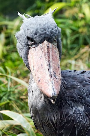 A closeup of the head of a shoebill (also known as whalehead or shoe-billed stork) Stock Photo - Budget Royalty-Free & Subscription, Code: 400-08573115