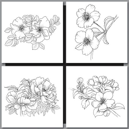 peony art - Set of Romantic vector background with hand drawn flowers isolated on white.  Ink drawing illustration. Line art sketching. Floral design for wedding invitations, cards, congratulations, branding. Stock Photo - Budget Royalty-Free & Subscription, Code: 400-08573329