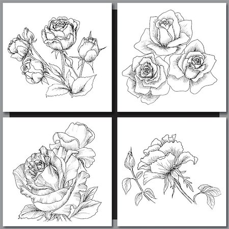 peony art - Set of Romantic vector background with hand drawn flowers isolated on white.  Ink drawing illustration. Line art sketching. Floral design for wedding invitations, cards, congratulations, branding. Stock Photo - Budget Royalty-Free & Subscription, Code: 400-08573322