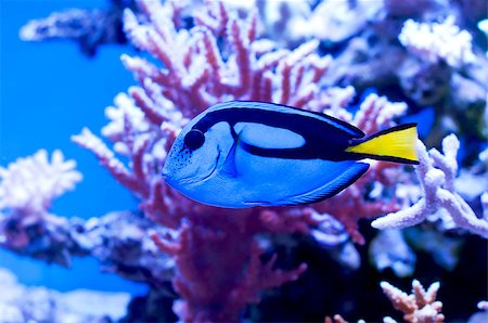 Blue surgeon fish in an aquarium on a background of corals and blue water Stockbilder - Microstock & Abonnement, Bildnummer: 400-08573707