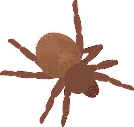 simsearch:640-02770439,k - Big brown spider Tarantula isolated on white Foto de stock - Super Valor sin royalties y Suscripción, Código: 400-08614718