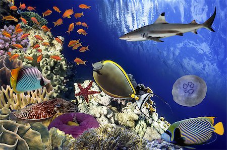 simsearch:400-05891502,k - Coral Reef and Tropical Fish in Sunlight. Red Sea, Egypt Stock Photo - Budget Royalty-Free & Subscription, Code: 400-08615264