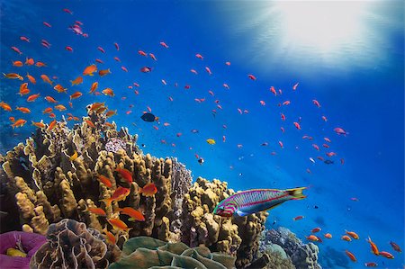 Coral Reef and Tropical Fish in Sunlight Foto de stock - Super Valor sin royalties y Suscripción, Código: 400-08615265