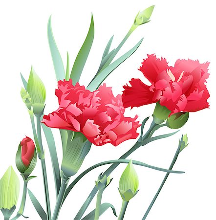 Bouquet of carnation flowers isolated on white background. Illustration in vector format Foto de stock - Royalty-Free Super Valor e Assinatura, Número: 400-08615491