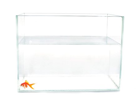 sad fish - red goldfish in aquarium in front of white background Stock Photo - Budget Royalty-Free & Subscription, Code: 400-08615801