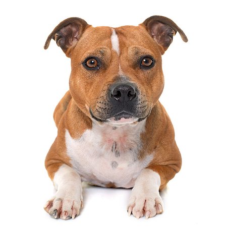 stafforshire bull terrier in front of white background Photographie de stock - Aubaine LD & Abonnement, Code: 400-08615864