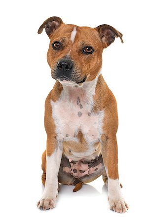 simsearch:400-08615864,k - stafforshire bull terrier in front of white background Stock Photo - Budget Royalty-Free & Subscription, Code: 400-08615865