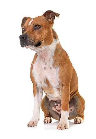 simsearch:400-08615864,k - stafforshire bull terrier in front of white background Stock Photo - Budget Royalty-Free & Subscription, Code: 400-08615866