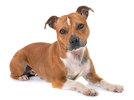 simsearch:400-08615864,k - stafforshire bull terrier in front of white background Stock Photo - Budget Royalty-Free & Subscription, Code: 400-08615863