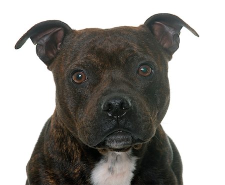 simsearch:400-08615864,k - stafforshire bull terrier in front of white background Stock Photo - Budget Royalty-Free & Subscription, Code: 400-08615904
