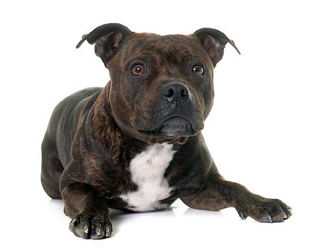 simsearch:400-08615864,k - stafforshire bull terrier in front of white background Stock Photo - Budget Royalty-Free & Subscription, Code: 400-08615905