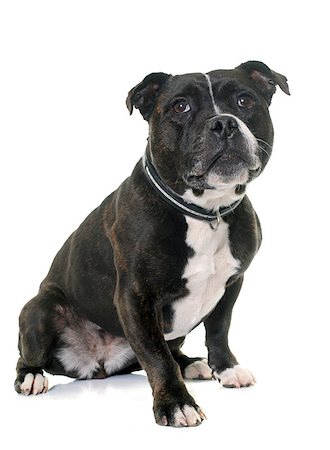simsearch:400-08615864,k - stafforshire bull terrier in front of white background Stock Photo - Budget Royalty-Free & Subscription, Code: 400-08615906