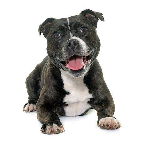 simsearch:400-08615864,k - stafforshire bull terrier in front of white background Stock Photo - Budget Royalty-Free & Subscription, Code: 400-08615907