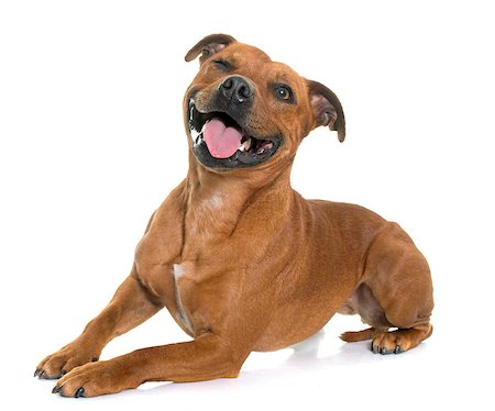pit bull - stafforshire bull terrier in front of white background Stock Photo - Budget Royalty-Free & Subscription, Code: 400-08615908