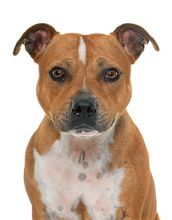 simsearch:400-08669628,k - stafforshire bull terrier in front of white background Stock Photo - Budget Royalty-Free & Subscription, Code: 400-08615903