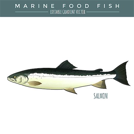 simsearch:400-08754703,k - Salmon illustration. Marine food fish, editable gradient vector Stockbilder - Microstock & Abonnement, Bildnummer: 400-08616184
