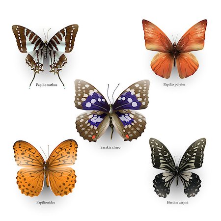 simsearch:400-05887739,k - collection of vector colorful butterflies for design Stock Photo - Budget Royalty-Free & Subscription, Code: 400-08616769