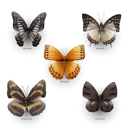 simsearch:400-05887739,k - collection of vector colorful butterflies for design Stock Photo - Budget Royalty-Free & Subscription, Code: 400-08616874
