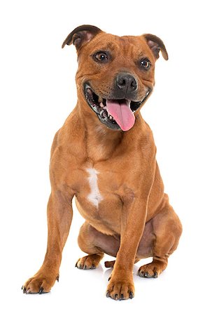 simsearch:400-08615864,k - stafforshire bull terrier in front of white background Stock Photo - Budget Royalty-Free & Subscription, Code: 400-08617207