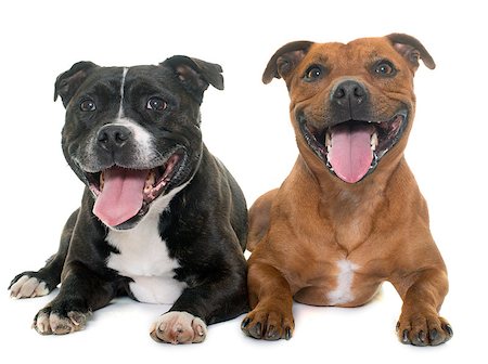 simsearch:400-08615864,k - stafforshire bull terriers in front of white background Stock Photo - Budget Royalty-Free & Subscription, Code: 400-08617208