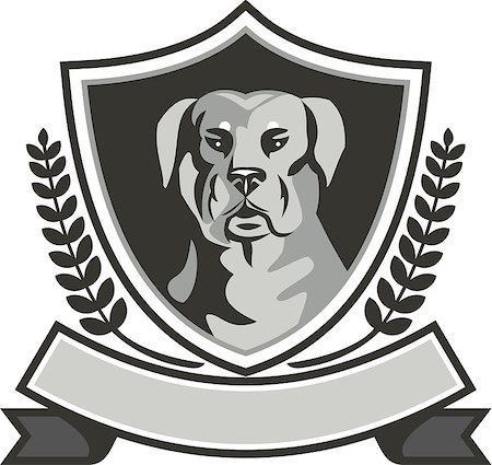 simsearch:400-08620286,k - Black and white illustration of a Rottweiler Metzgerhund mastiff-dog guard dog head viewed from front set inside shield crest with laurel leaves and ribbon done in retro style. Foto de stock - Super Valor sin royalties y Suscripción, Código: 400-08617924