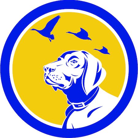 simsearch:400-08627495,k - Illustration of a head of an english pointer dog looking up at flying geese viewed from the side set inside circle done in retro style. Stock Photo - Budget Royalty-Free & Subscription, Code: 400-08618340