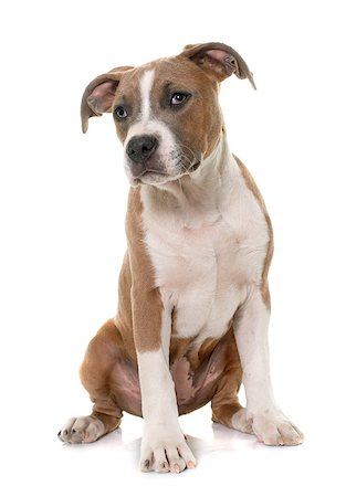 simsearch:400-08615864,k - puppy american staffordshire terrier in front of white background Stock Photo - Budget Royalty-Free & Subscription, Code: 400-08618828