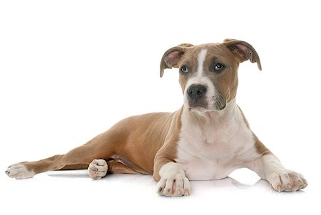 simsearch:400-08615864,k - puppy american staffordshire terrier in front of white background Stock Photo - Budget Royalty-Free & Subscription, Code: 400-08618829