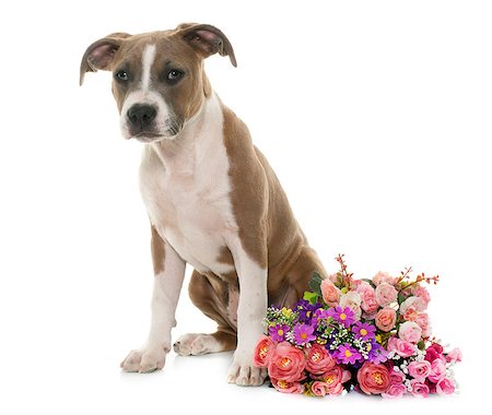 simsearch:400-08615864,k - puppy american staffordshire terrier in front of white background Stock Photo - Budget Royalty-Free & Subscription, Code: 400-08618830