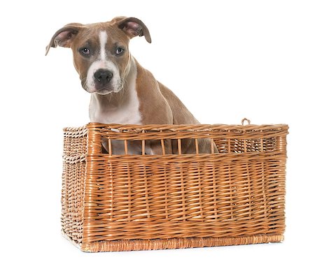 simsearch:400-08615864,k - puppy american staffordshire terrier in front of white background Stock Photo - Budget Royalty-Free & Subscription, Code: 400-08618831