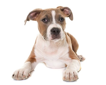 simsearch:400-08615864,k - puppy american staffordshire terrier in front of white background Stock Photo - Budget Royalty-Free & Subscription, Code: 400-08618846