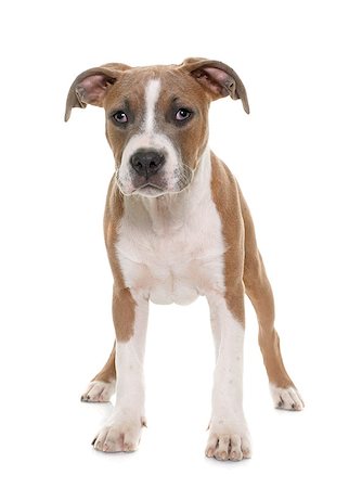 simsearch:400-08615864,k - puppy american staffordshire terrier in front of white background Stock Photo - Budget Royalty-Free & Subscription, Code: 400-08618847