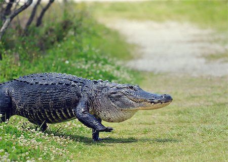 Large Florida Alligator Walking on a Trail Photographie de stock - Aubaine LD & Abonnement, Code: 400-08619916