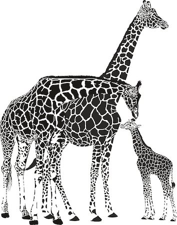 illustration adult giraffes standing next to the baby giraffe Stock Photo - Budget Royalty-Free & Subscription, Code: 400-08613466