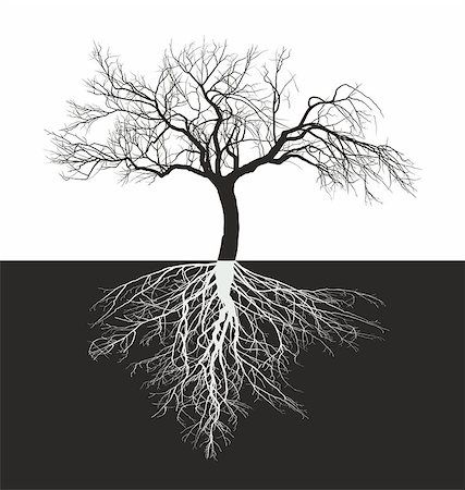 vector illustration of a leafless apple tree with roots Stock Photo - Budget Royalty-Free & Subscription, Code: 400-08613467