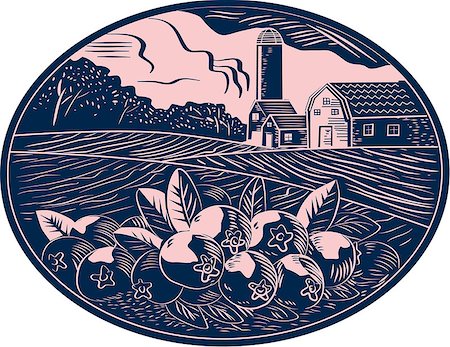 simsearch:400-07422645,k - Illustration of a cranberry fruit farm with farmhouse barn and silo in the background done in retro woodcut style. Photographie de stock - Aubaine LD & Abonnement, Code: 400-08613997