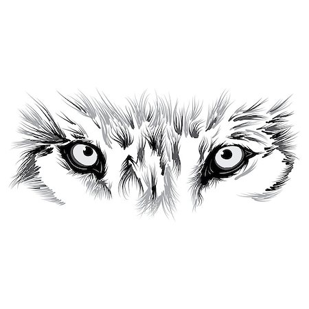 beautiful Wolf face. Vector illustration Stock Photo - Budget Royalty-Free & Subscription, Code: 400-08624881