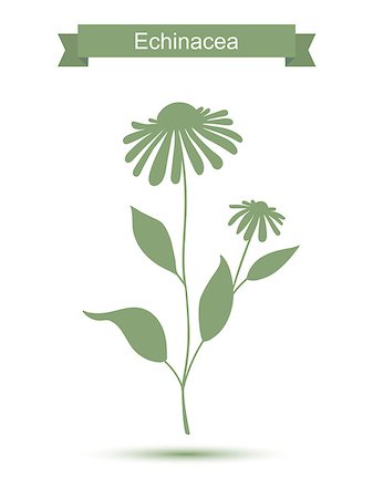 echinacea - Echinacea plant with flowers silhouette. Vector illustration isolated on white Fotografie stock - Microstock e Abbonamento, Codice: 400-08626580