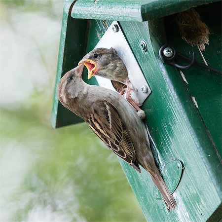 simsearch:400-07297829,k - Adult sparrow feeding a young sparrow in a birdhouse Foto de stock - Super Valor sin royalties y Suscripción, Código: 400-08627754