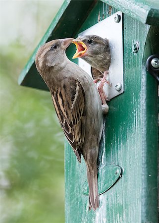 simsearch:400-06520273,k - Adult sparrow feeding a young sparrow in a birdhouse Stock Photo - Budget Royalty-Free & Subscription, Code: 400-08627755