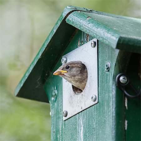 simsearch:400-06520273,k - Young sparrow sitting in a green birdhouse Stock Photo - Budget Royalty-Free & Subscription, Code: 400-08627758