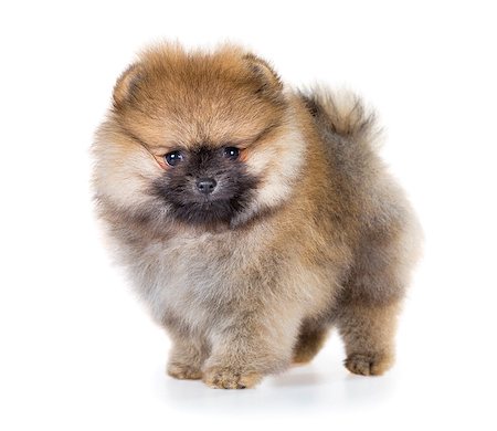 simsearch:400-04786451,k - Portrait of a Pomeranian puppy age of 1,5 month isolated on white background Stockbilder - Microstock & Abonnement, Bildnummer: 400-08628261