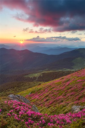 rhododendron in mountains on a background sunset Stock Photo - Budget Royalty-Free & Subscription, Code: 400-08628335