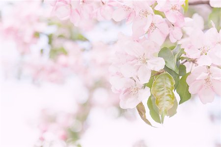 beautiful tender spring blooming apple tree. toned image Stockbilder - Microstock & Abonnement, Bildnummer: 400-08628421