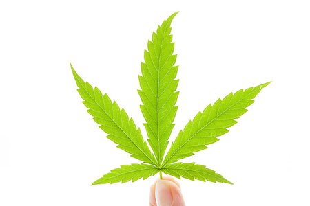 females with marijuana photography - Cannabis leaf in female hand isolated on white background. Medical marijuana. Stock Photo - Budget Royalty-Free & Subscription, Code: 400-08628731